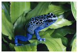 Blue Poison Dart Frog Very Tiny Frog Used By Indian Tribes To Poison Tips Of Arrows, Native To South America-Paper Art-50,,X34,,