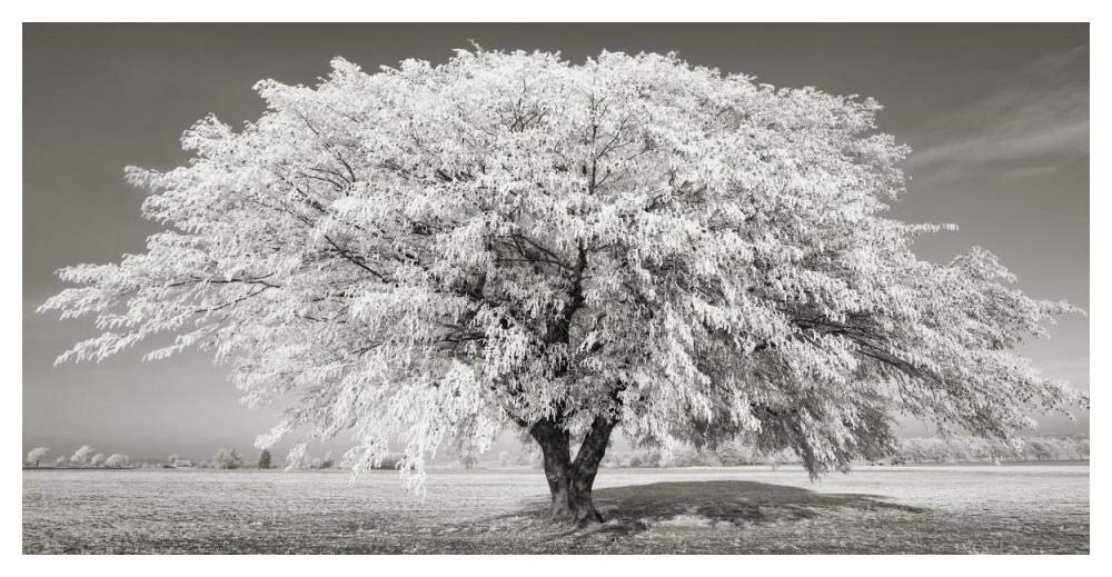 Lime Tree With Frost, Bavaria, Germany-Paper Art-50,,X26,,