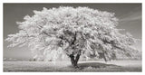 Lime Tree With Frost, Bavaria, Germany-Paper Art-50,,X26,,