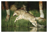 Timber Wolf Running Through Shallow River, Montana-Paper Art-20,,X14,,