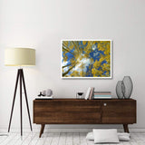 Looking Up At Blue Sky Through A Canopy Of Fall Colored Aspen Trees, Colorado-Paper Art-42,,X32,,