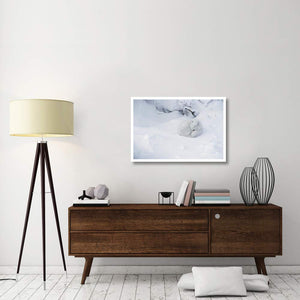 Arctic Fox Curled Up In The Snow, Churchill, Manitoba, Canada-Paper Art-38,,X26,,