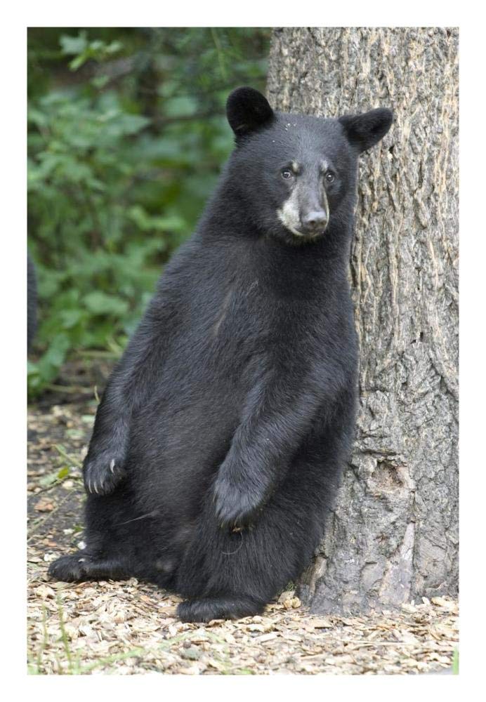Black Bear Cub Leaning Against Tree, Orr, Minnesota-Paper Art-18,,X26,,