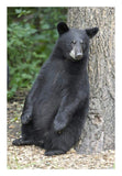 Black Bear Cub Leaning Against Tree, Orr, Minnesota-Paper Art-18,,X26,,