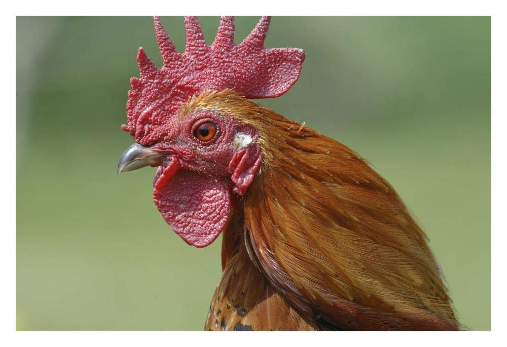 Portrait Of A Cockerel-Paper Art-32,,X22,,