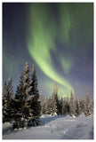 Northern Lights Over Boreal Forest, North America-Paper Art-42,,X62,,