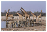 Burchell'S Zebra And Giraffe At Waterhole, Etosha National Park, Namibia-Paper Art-20,,X14,,