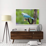 Blue-Gray Tanager Male, Costa Rica-Paper Art-62X42