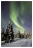 Northern Lights Over Boreal Forest, North America-Paper Art-14,,X20,,