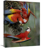 Scarlet Macaw Trio Feeding On Palm Fruits, Costa Rica-Canvas Art-18X24