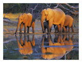 African Elephants, Okavango, Botswana-Paper Art-26,,X20,,