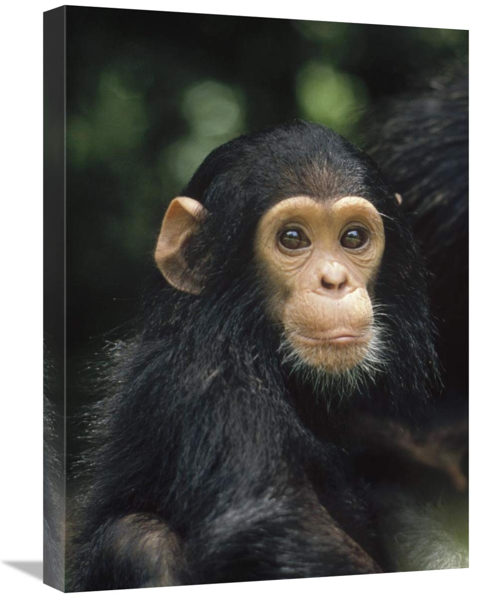 Chimpanzee Baby Portrait, Gombe Stream National Park, Tanzania-Canvas Art-18X24