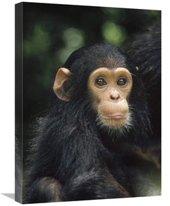 Chimpanzee Baby Portrait, Gombe Stream National Park, Tanzania-Canvas Art-18X24