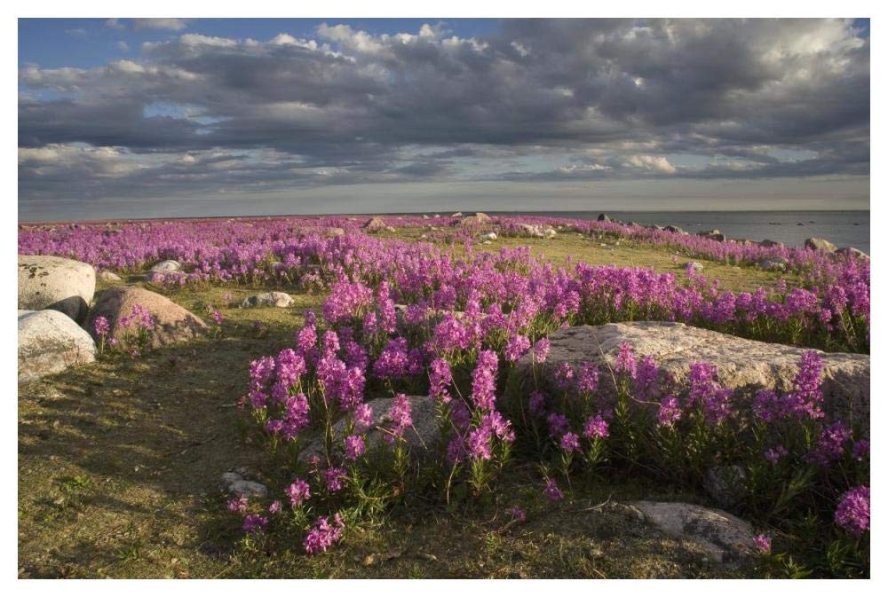 Fireweed Covered Island, Hudson Bay, Canada-Paper Art-50,,X34,,