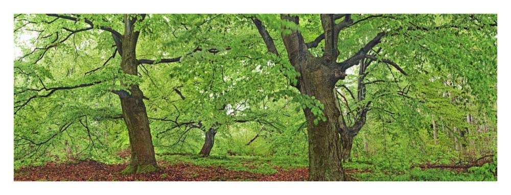 European Beech, Kellerwald, Germany-Paper Art-38,,X14,,