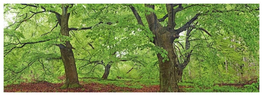 European Beech, Kellerwald, Germany-Paper Art-74,,X26,,