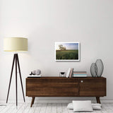 Oak Trees Shrouded In Fog, Tallgrass Prairie In Flint Hills Taken Over By Invasive Great Brome Grass, Kansas-Paper Art-26,,X20,,