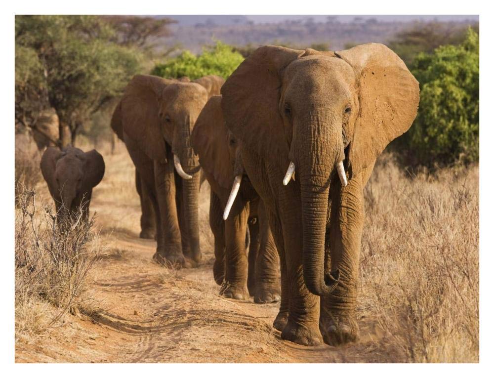 Herd Of African Elephants, Kenya-Paper Art-34,,X26,,