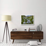 Colorado Blue Columbine Flowers In American Basin, Colorado-Paper Art-34,,X26,,