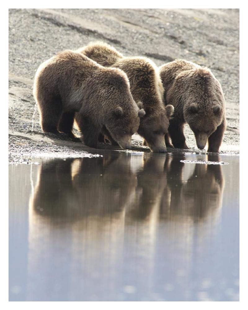 Grizzly Bear Mother And Yearling Cubs Drinking, Katmai National Park, Alaska-Paper Art-30,,X37,,