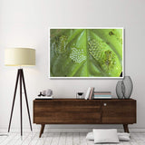 Reticulated Glass Frogs Guarding Two Clutches Of Eggs, Each At Different Stages Of Development, Costa Rica-Paper Art-62,,X42,,