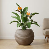 Yuccabe Italia Fox B WSphr Round Wave Planter With Plate Lightweight Durable Indoor Outdoor Plant Pots, Plant Container For Liv