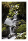 Cascading Creek In Temperate Rainforest Interior, Sitka, Alaska-Paper Art-18,,X26,,