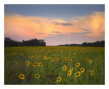 Common Sunflower Field Near Flint Hills National Wildlife Refuge, Kansas-Paper Art-26,,X22,,