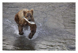 Grizzly Bear Young Male With Sockeye Salmon Prey Along Brooks River, Katmai National Park, Alaska-Paper Art-32,,X22,,
