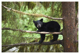 Black Bear Cub In Tree Along Anan Creek, Tongass National Forest, Alaska-Paper Art-50,,X34,,