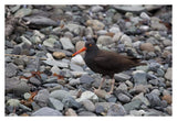 Black Oystercatcher, Icy Bay, Wrangell-St. Elias National Park, Alaska-Paper Art-38,,X26,,
