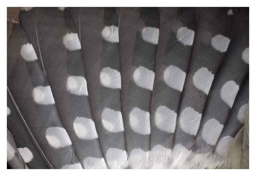 Great Spotted Woodpecker Wing Feather Detail, Germany-Paper Art-38X26