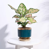 Ugaoo Aurelius Round Ceramic Pot |Indoor Ceramic Planter For Home, Office, Garden, Balcony Dark Teal (5 Inch)