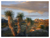 Yucca And Organ Mountains Near Las Cruces, New Mexico-Paper Art-42,,X32,,