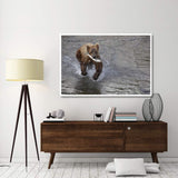 Grizzly Bear Young Male With Sockeye Salmon Prey Along Brooks River, Katmai National Park, Alaska-Paper Art-62,,X42,,