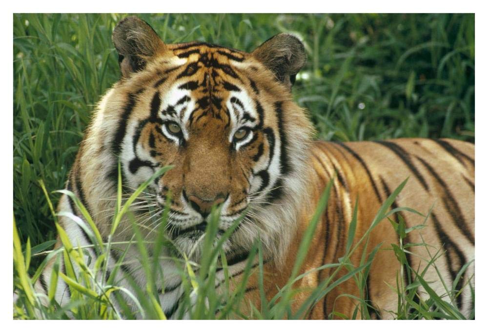 Bengal Tiger Portrait At The Hilo Zoo, Hawaii, Native To India And Southeast Asia-Paper Art-38,,X26,,