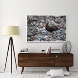 Black Oystercatcher, Icy Bay, Wrangell-St. Elias National Park, Alaska-Paper Art-62,,X42,,