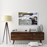 Grizzly Bear Fishing Along Anan Creek, Tongass National Forest, Alaska-Paper Art-50,,X34,,
