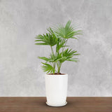 Bonkaso 12 Inch White Flower Pot (Pack Of 2) | Size: 20X20X28 Cm | Tall, Durable & Lightweight Polymer Tower Planter For Indoor 