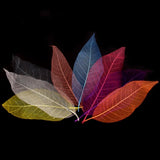 ATORSE 50Pcs Natural Magnolia Skeleton Leaf Leaves Card Scrapbook Mixed ColorCrafts|Scrapbooking & Paper Crafts|Scrapbooking|S