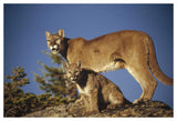 Mountain Lion Or Cougar Mother With Kitten, North America, Captive Animal-Paper Art-50,,X34,,
