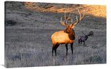 Elk At First Light-Canvas Art-44X28.6