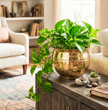 Brass Planters For Indoor Plants Brass Metal Planters For Living Room Pots For Indoor Plants Design With Curved Base Accen