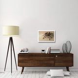 Mexican Red-Knee Tarantula Portrait, Mexico-Paper Art-26,,X18,,