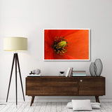 Long-Headed Poppy, Netherlands-Paper Art-50,,X34,,