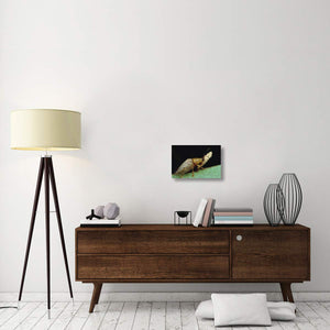 Tortoise Beetle Eye To Eye With Eggs SheS Guarding, Panama-Canvas Art-18X12