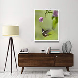 Purple-Throated Woodstar Hummingbird Hovering Near Bougainveillea Flower, Ecuador-Paper Art-38,,X50,,