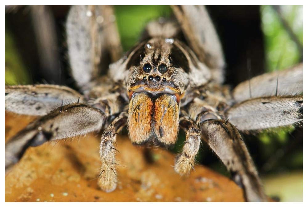 Wolf Spider, Mindo, Western Slope Of Andes, Ecuador-Paper Art-62,,X42,,