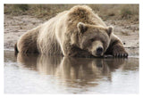 Grizzly Bear Sleeping On Shore, Katmai National Park, Alaska-Paper Art-38,,X26,,