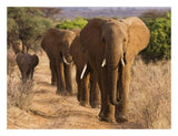 Herd Of African Elephants, Kenya-Paper Art-26,,X20,,